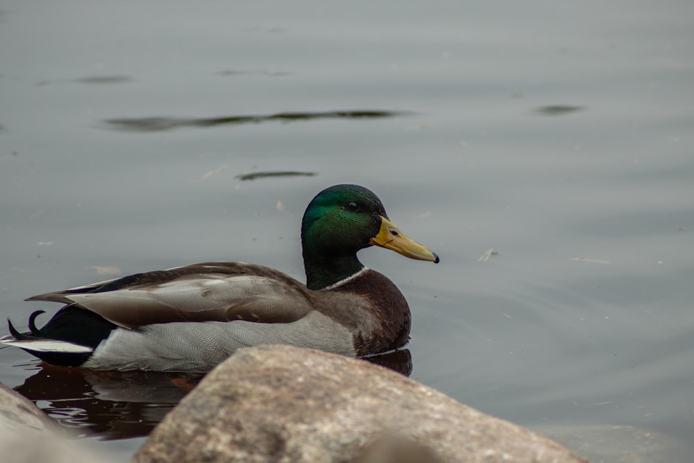 a duck swimming in a pond next to a rock