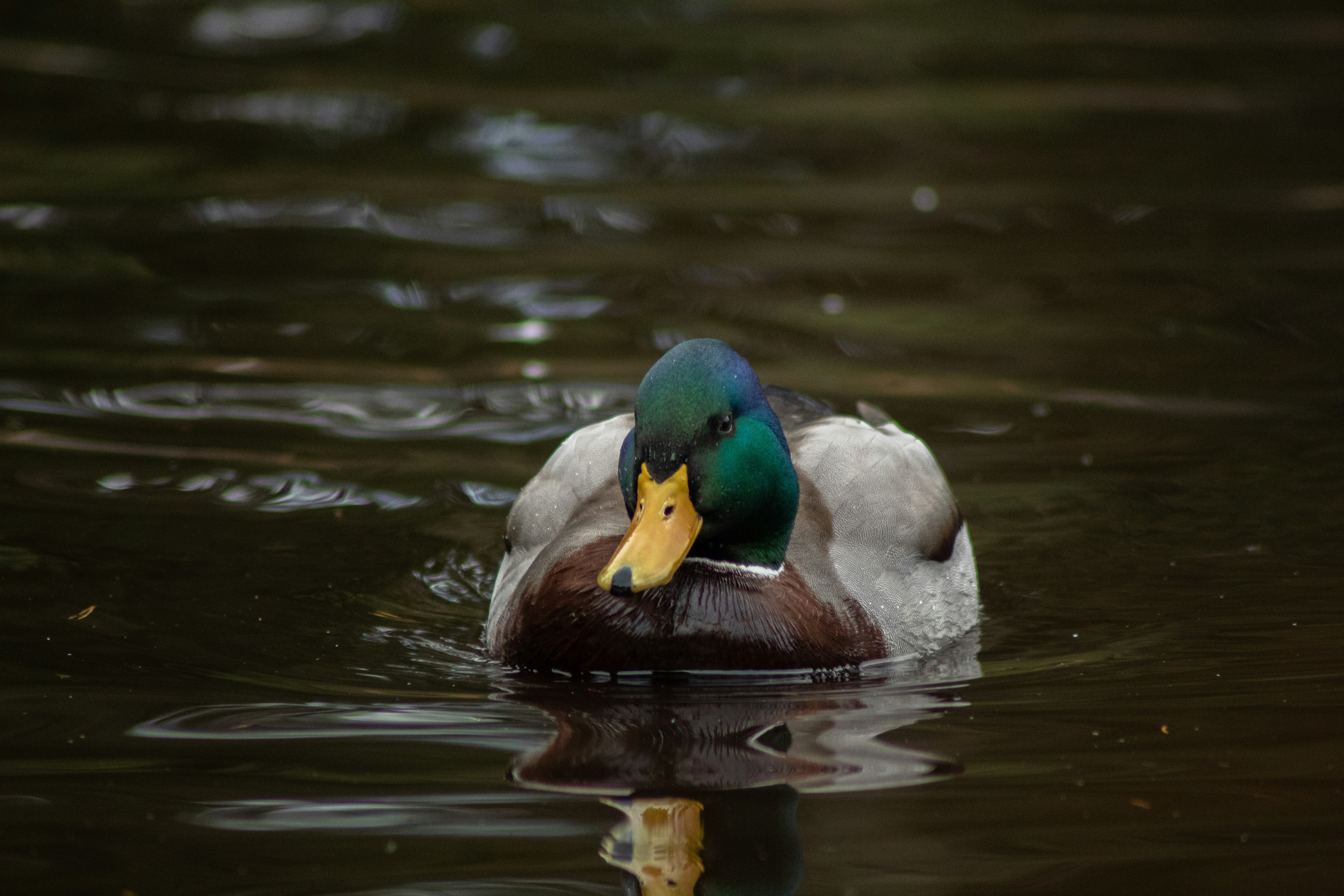 Photo by ellakuuselaphotography