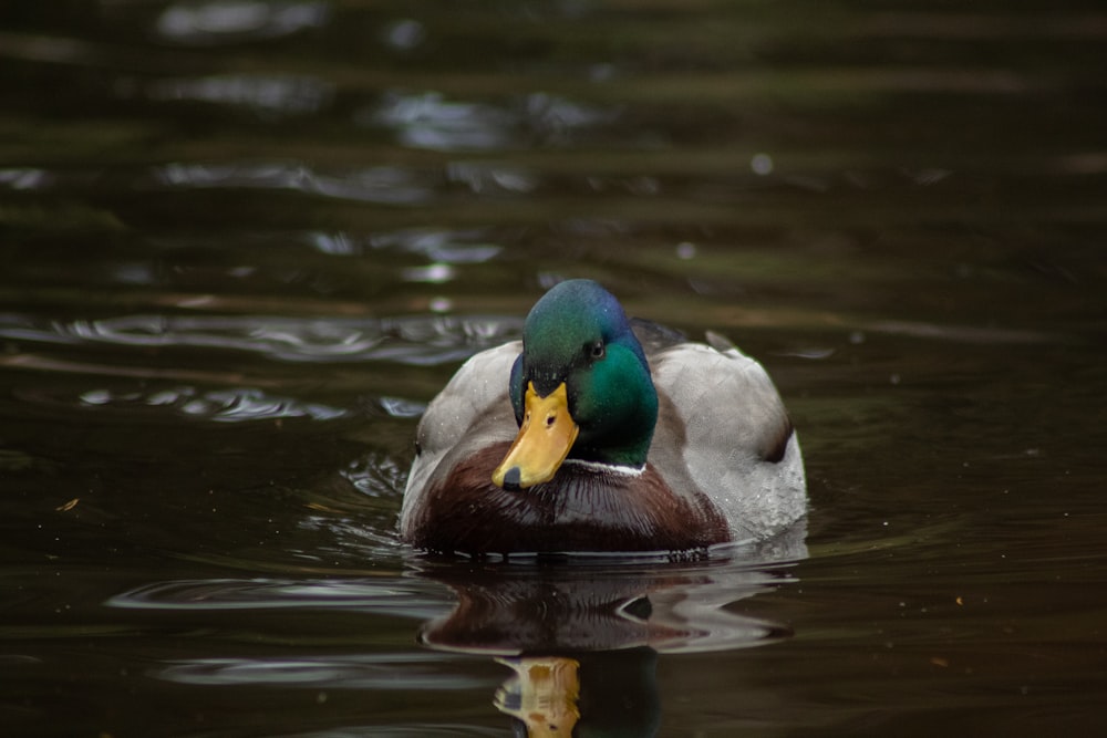 a duck with a yellow beak swims in the water