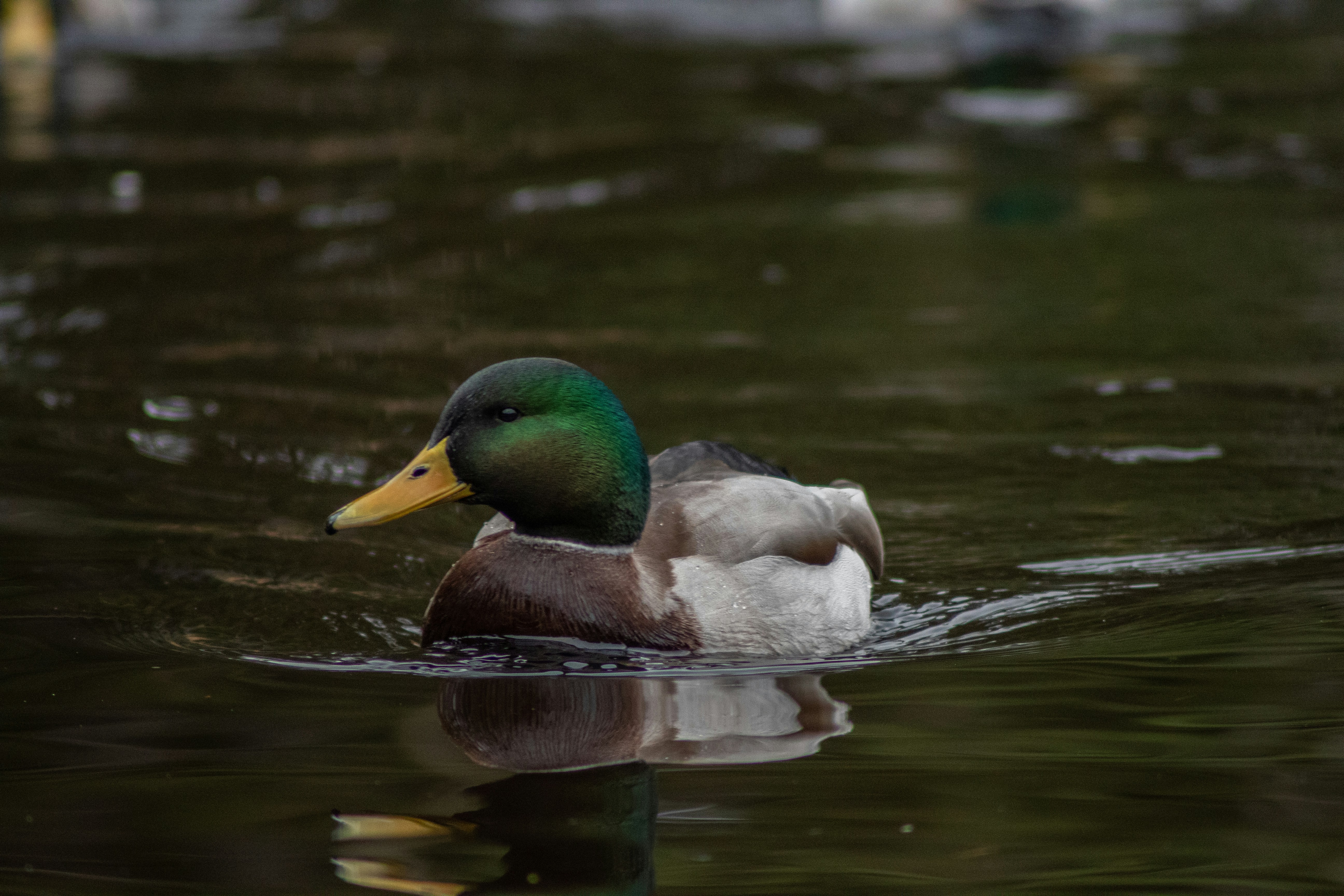 Photo by ellakuuselaphotography