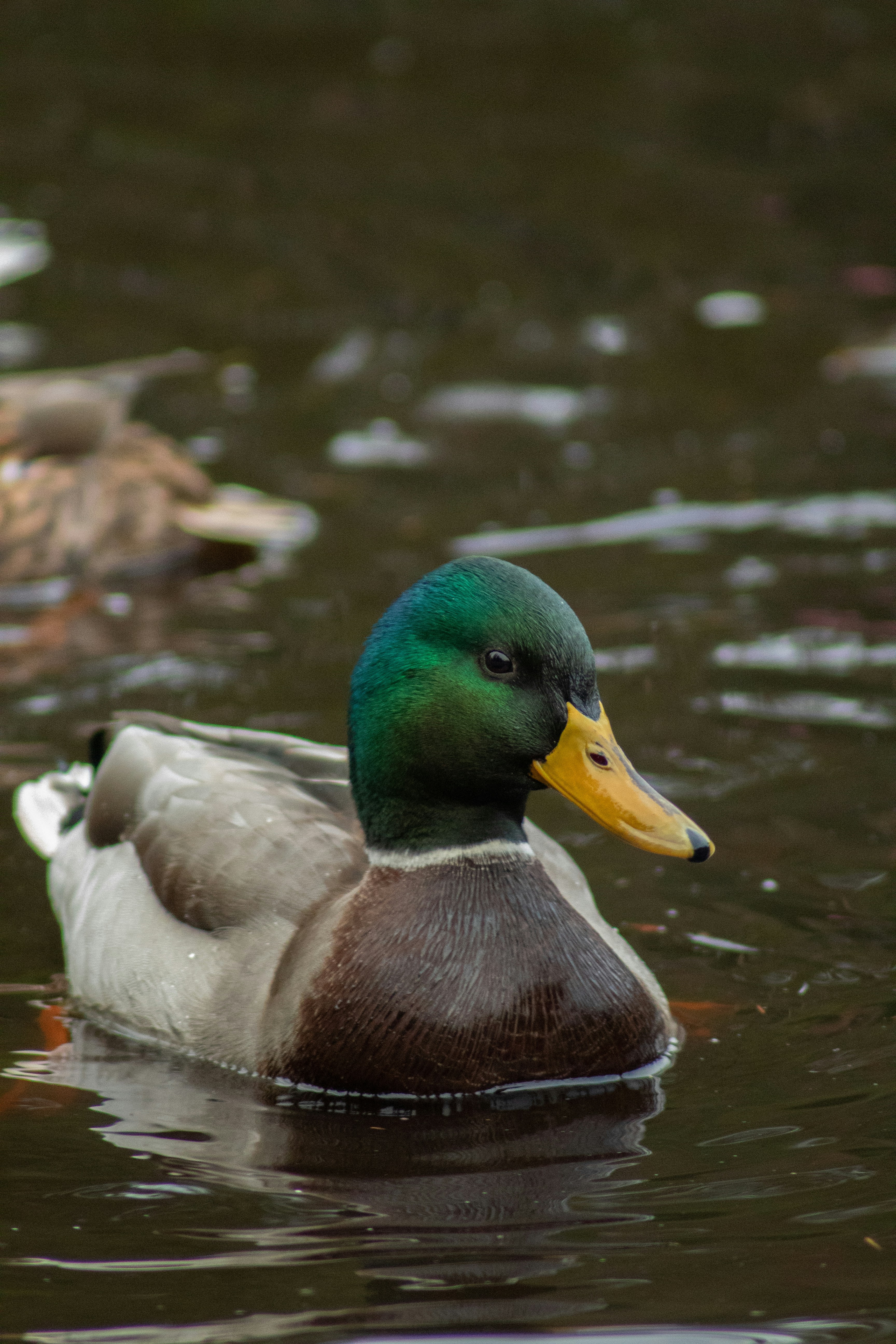 Photo by ellakuuselaphotography