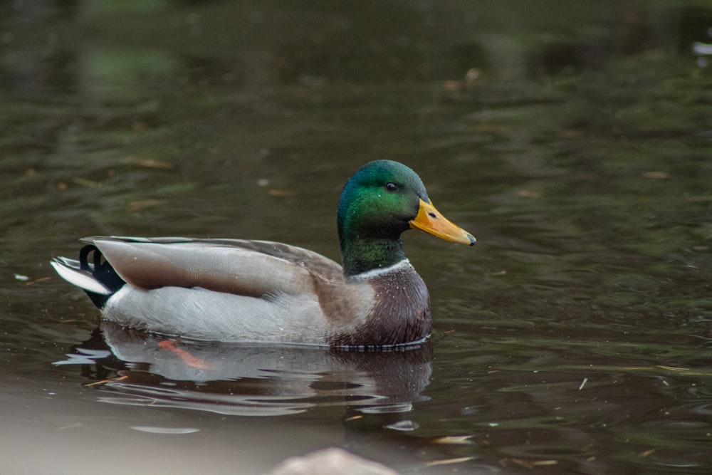 a duck swimming on top of a body of water