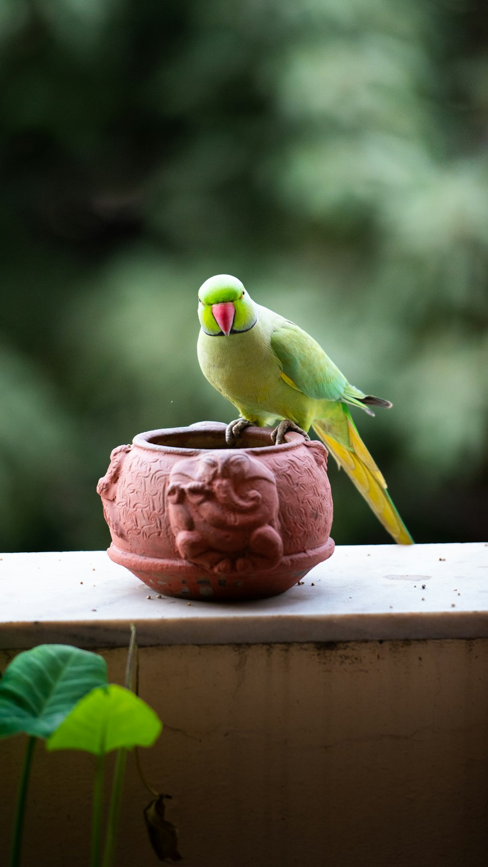 a green bird sitting on top of a clay pot