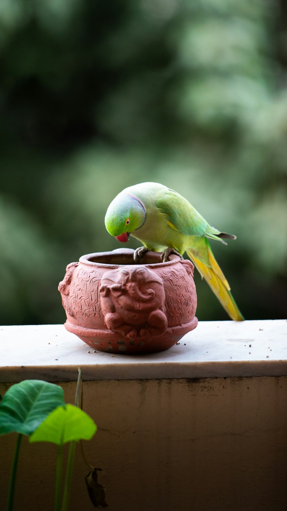 un oiseau vert assis au sommet d’une plante en pot