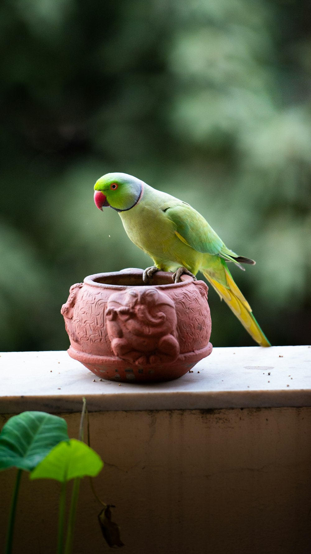 un oiseau vert perché au sommet d’une plante en pot