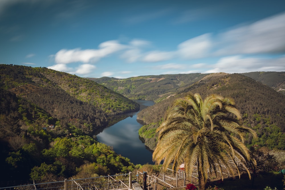 a palm tree on a hill overlooking a lake