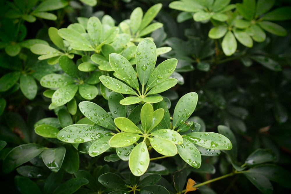 a close up of a green plant with water droplets on it