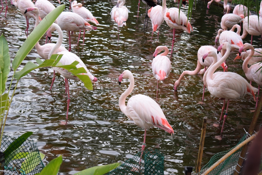 a group of flamingos standing in the water