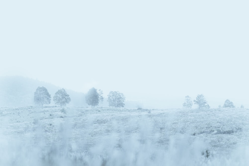 a close up of a snow covered field