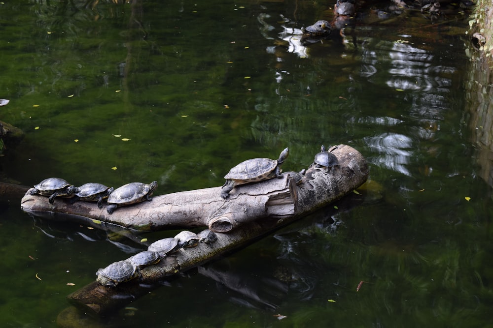 a group of turtles sitting on top of a log in a pond