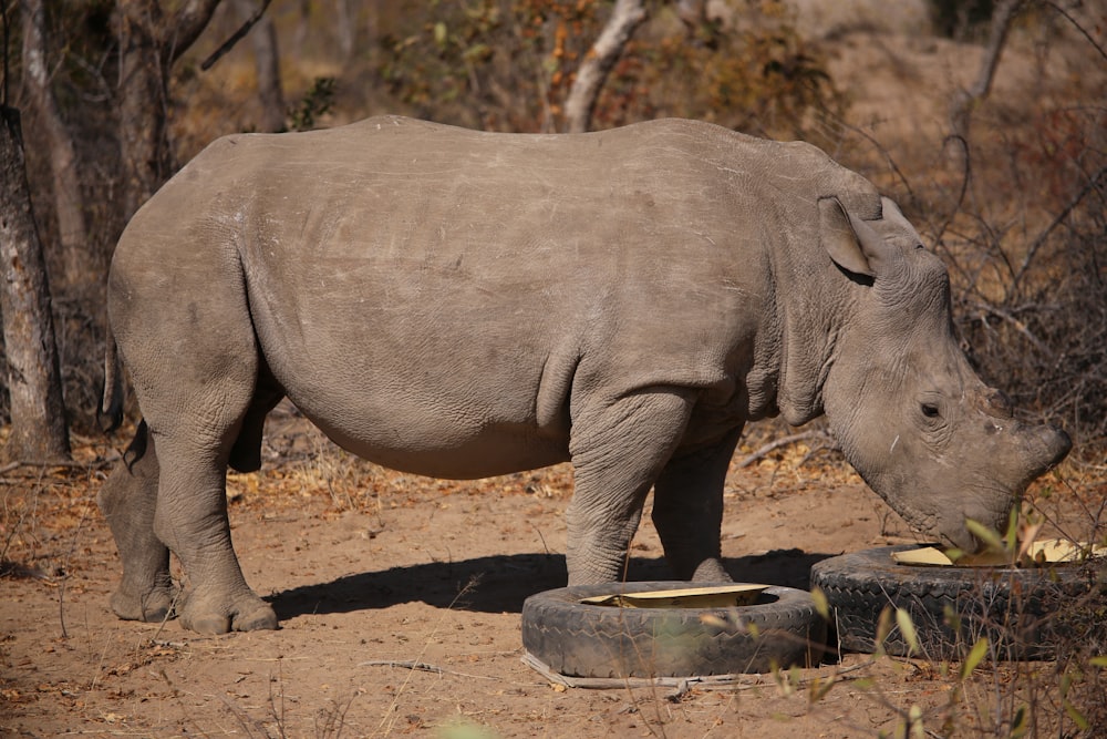 a baby elephant standing in the dirt