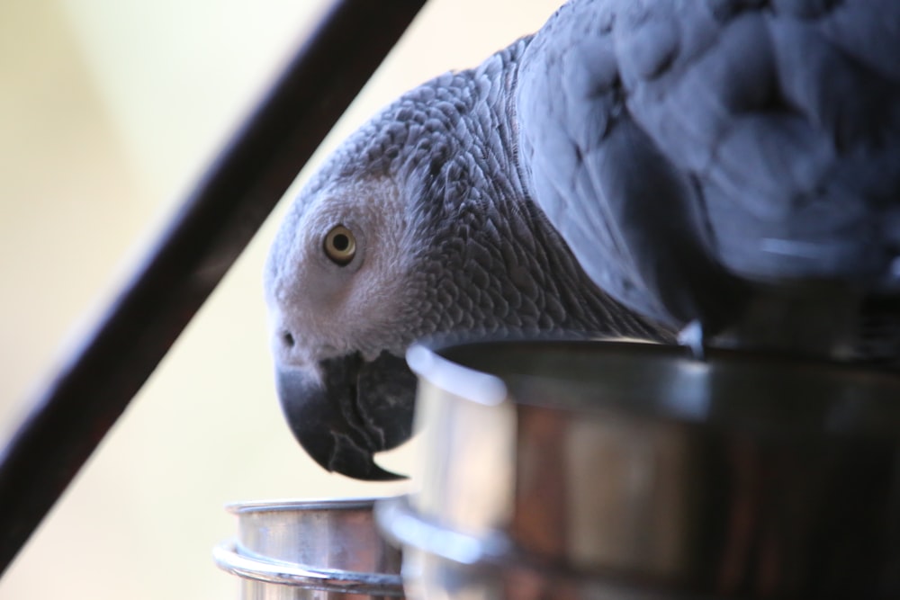 a parrot is eating out of a metal bowl