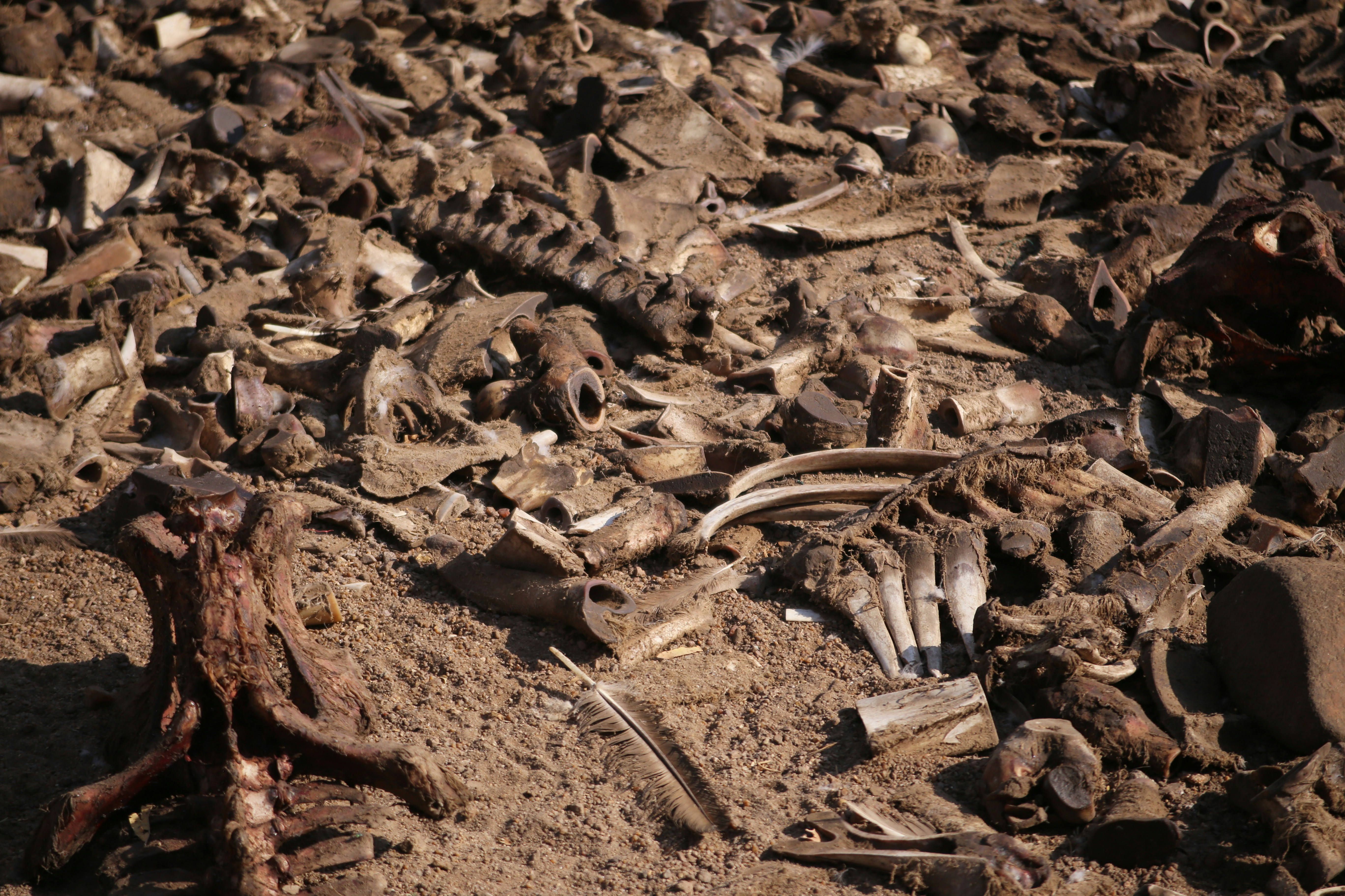 The Massacre at Talheim: Signs of Ancient Warfare (image credits: unsplash)