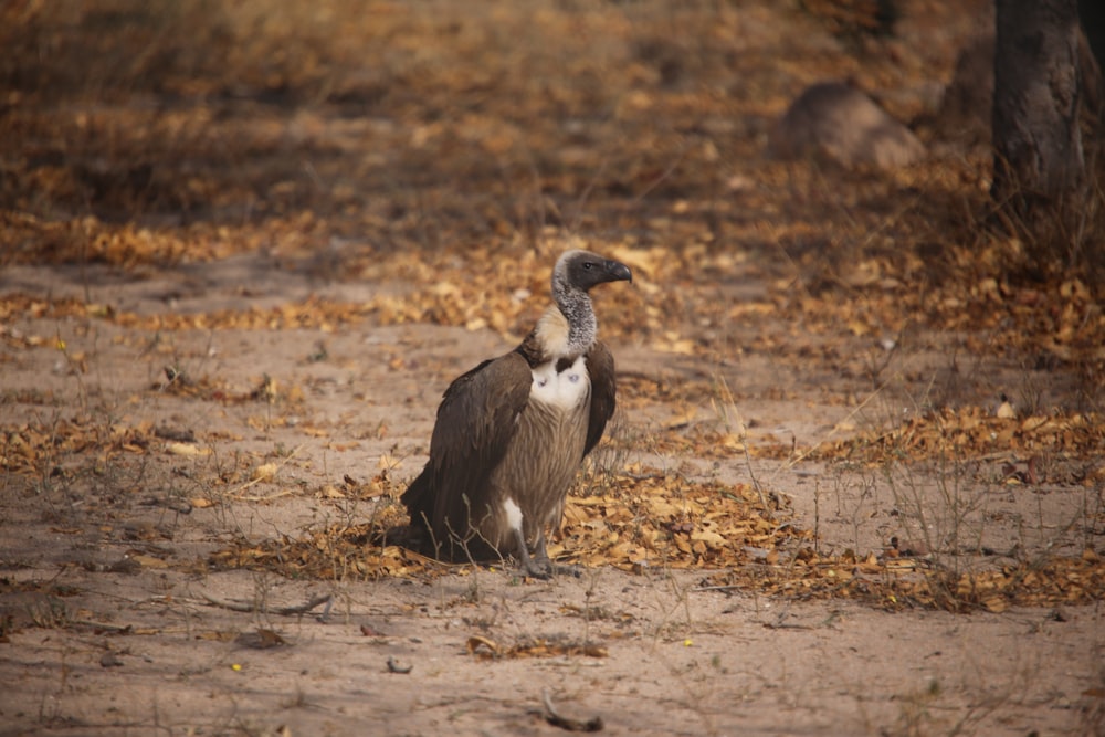 a vulture sitting in the middle of a field