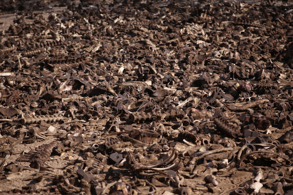 a large amount of dead birds on the ground