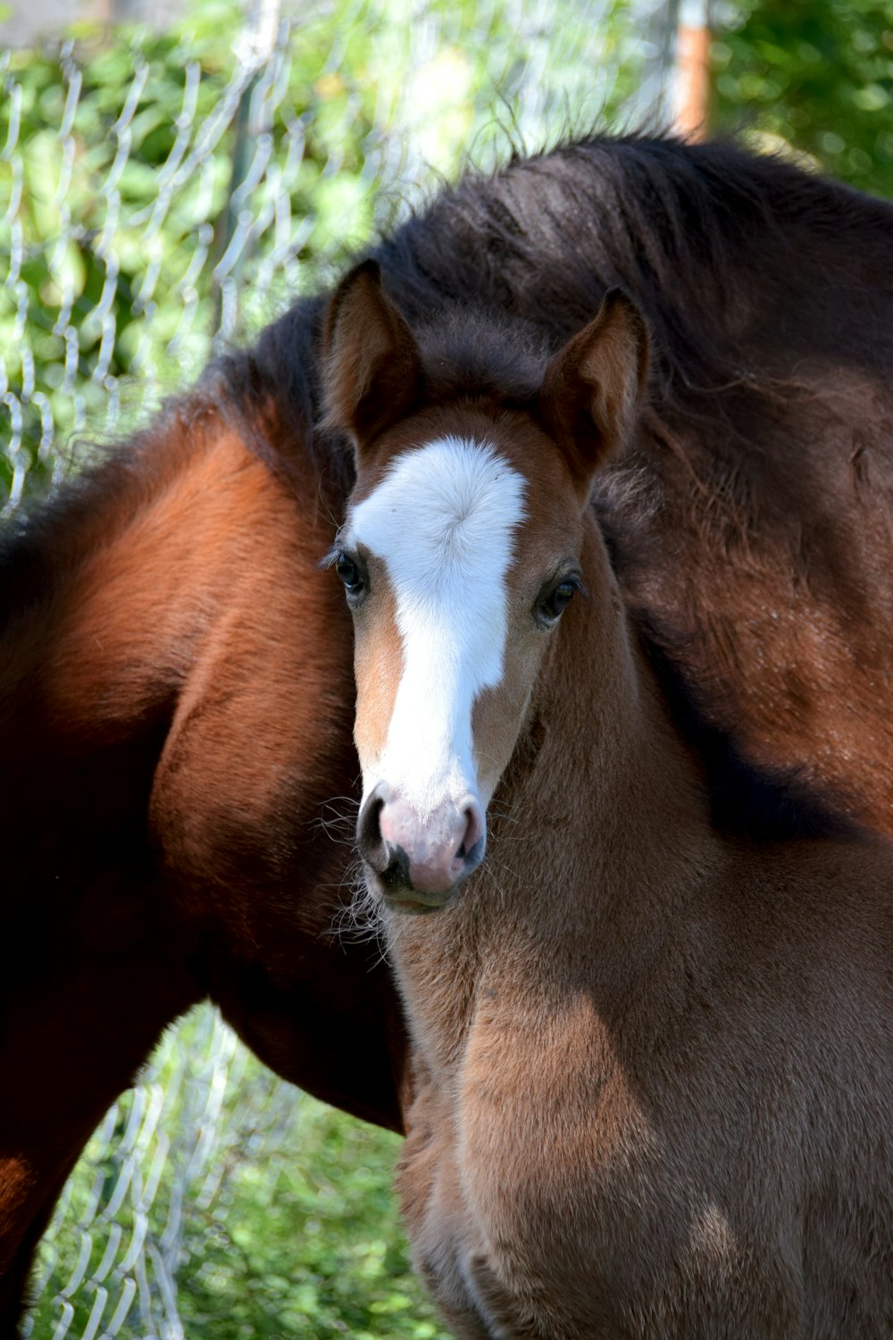 a brown horse standing next to a brown and white horse