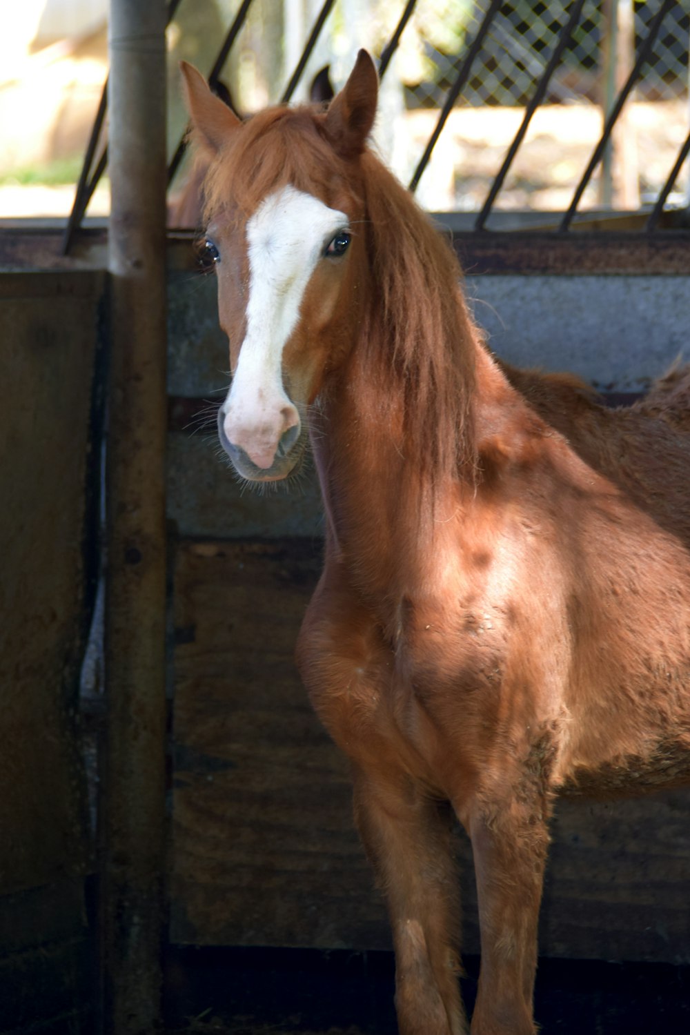 Un cavallo marrone in piedi accanto a una staccionata di legno