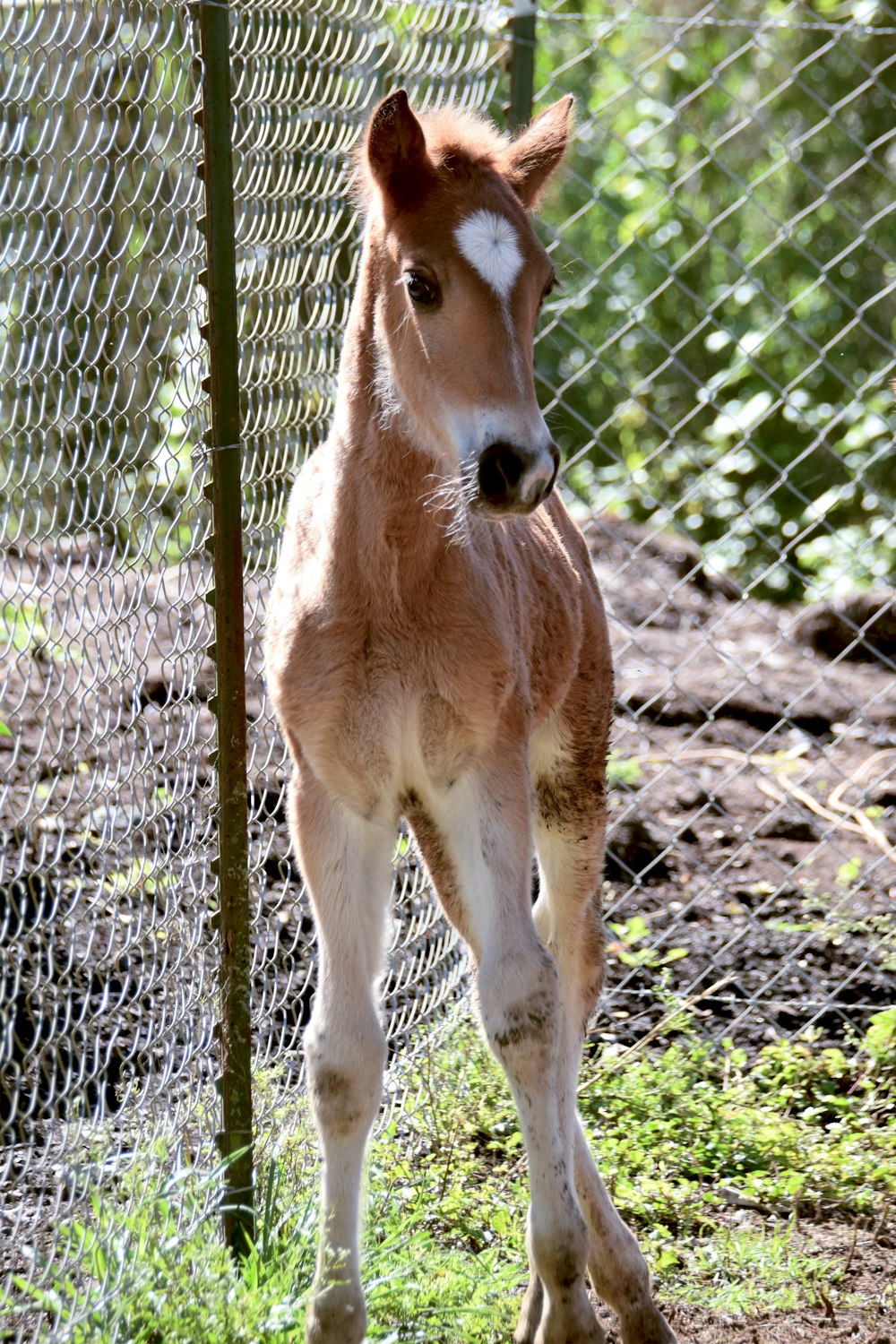 a baby horse standing next to a chain link fence