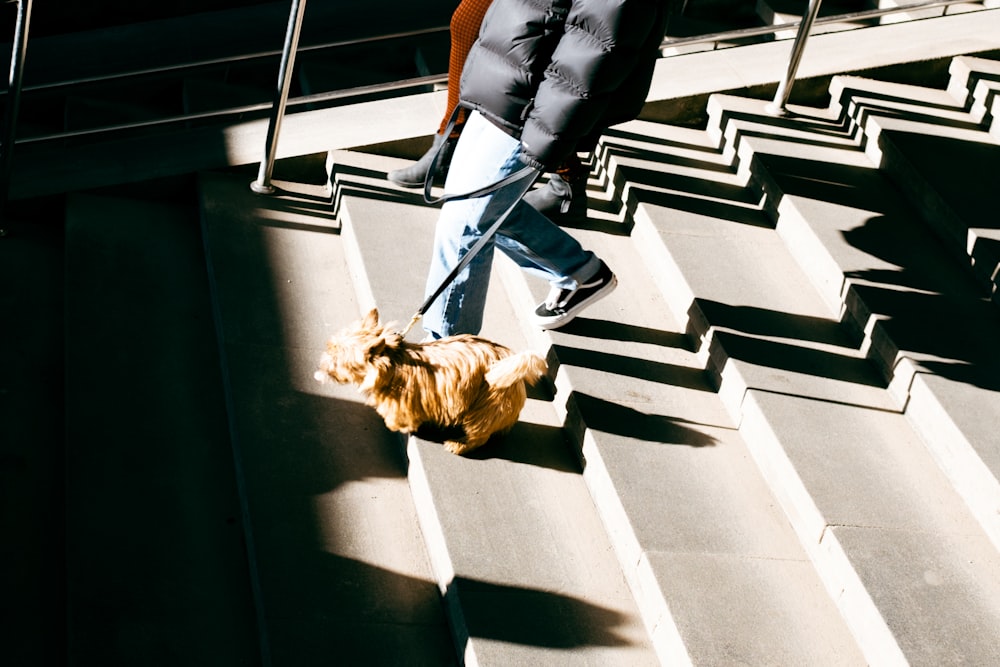 a person walking a dog down a flight of stairs