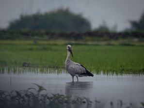 A stork in mid-flight over a peaceful wetland surrounded by reeds and wildflowers.