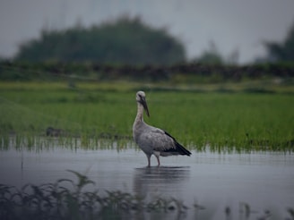 A stork in mid-flight over a peaceful wetland surrounded by reeds and wildflowers.
