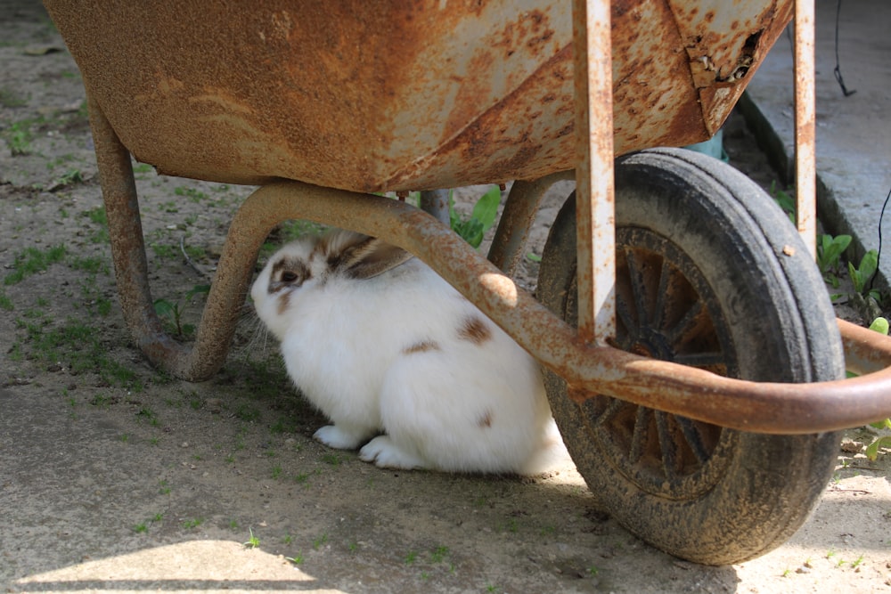 a white rabbit sitting under a rusty wheelbarrow