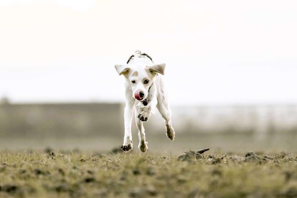 a white dog running through a field with a red ball in its mouth
