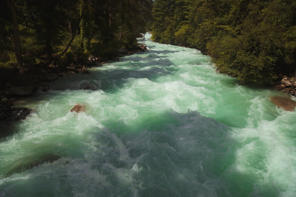 a river running through a lush green forest