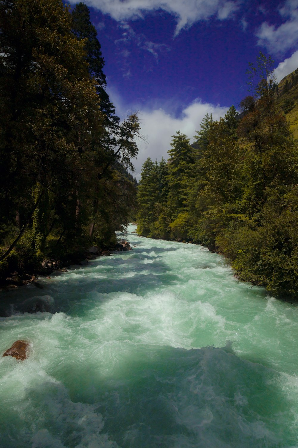 a river running through a lush green forest