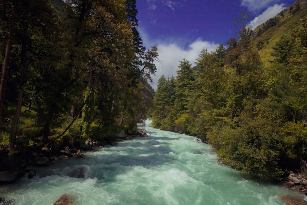 a river running through a lush green forest