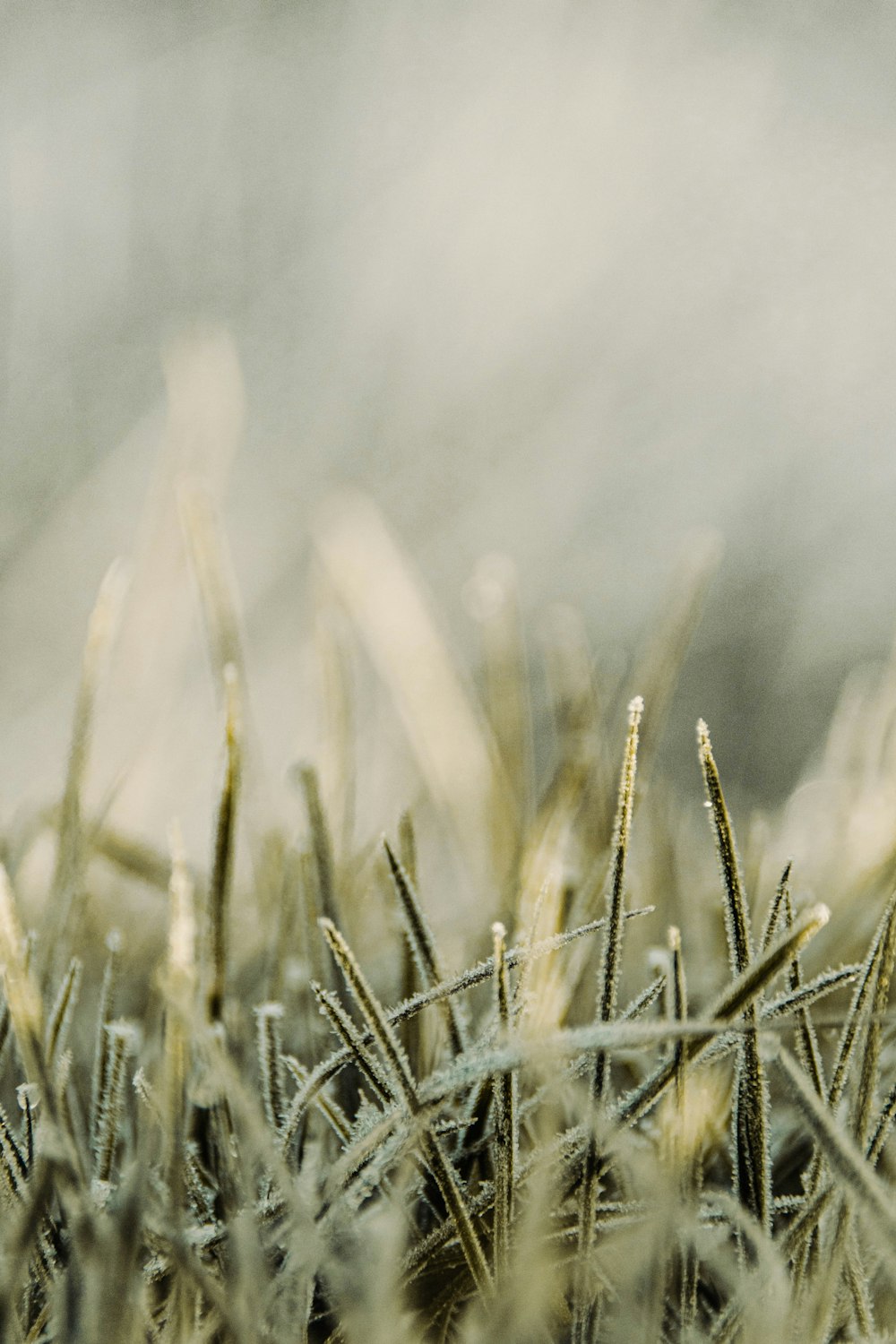 a bird sitting on top of a grass covered field