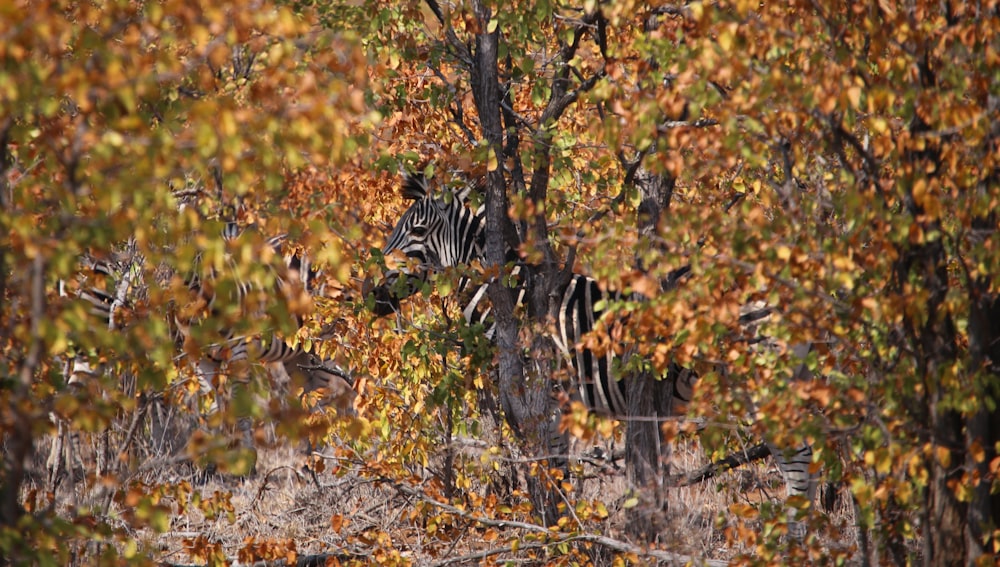 a zebra standing in the middle of a forest