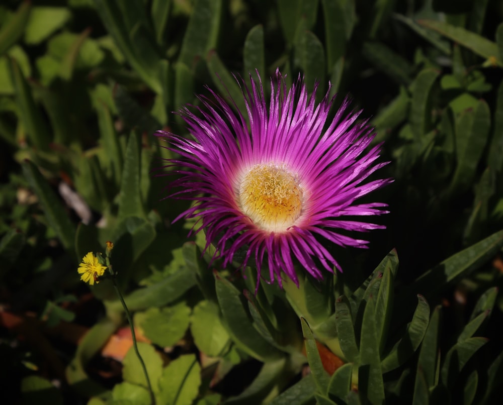 a close up of a purple flower in a field