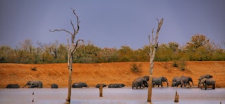 a herd of elephants standing next to a body of water