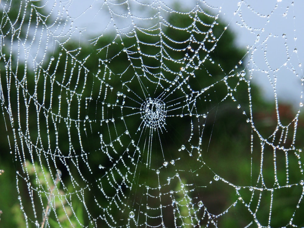 a close up of a spider web with water droplets on it