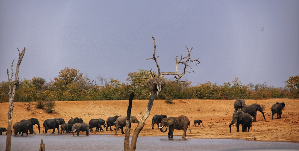 a herd of elephants standing next to a body of water