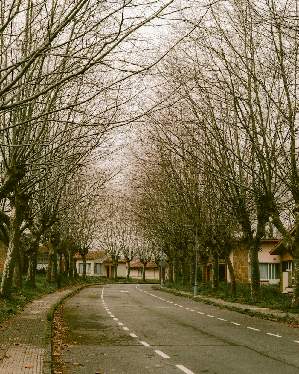 Una strada fiancheggiata da case e alberi senza foglie