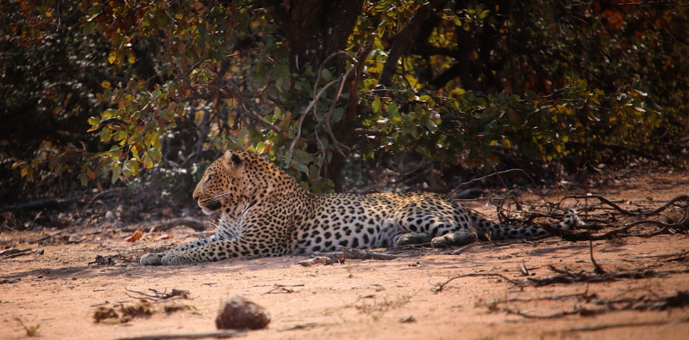 a leopard laying on the ground in front of some trees