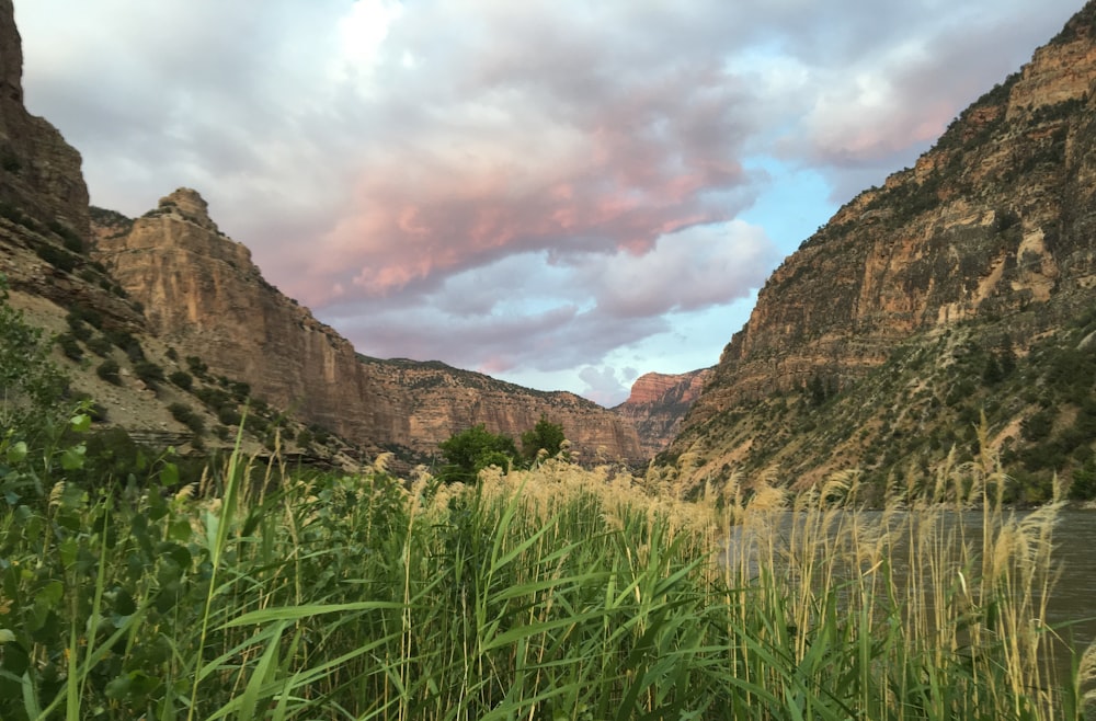 a river running through a lush green valley