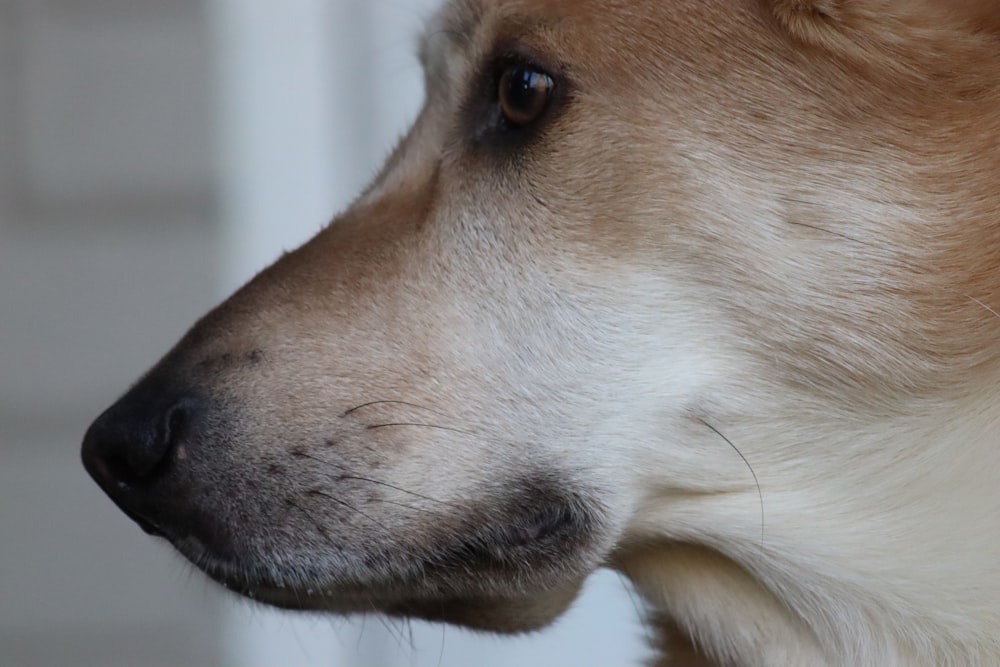 a close up of a dog's face looking off into the distance