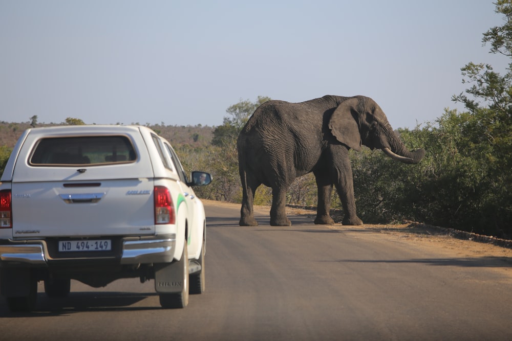 an elephant walking across a road next to a white truck