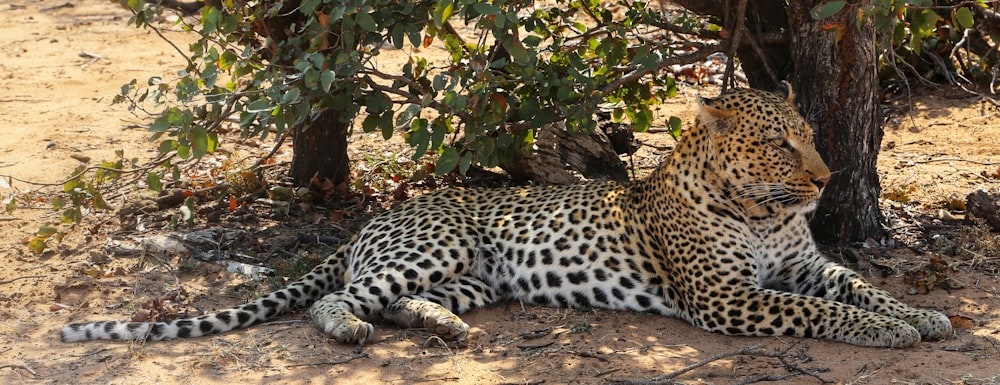 a leopard laying under a tree in the shade