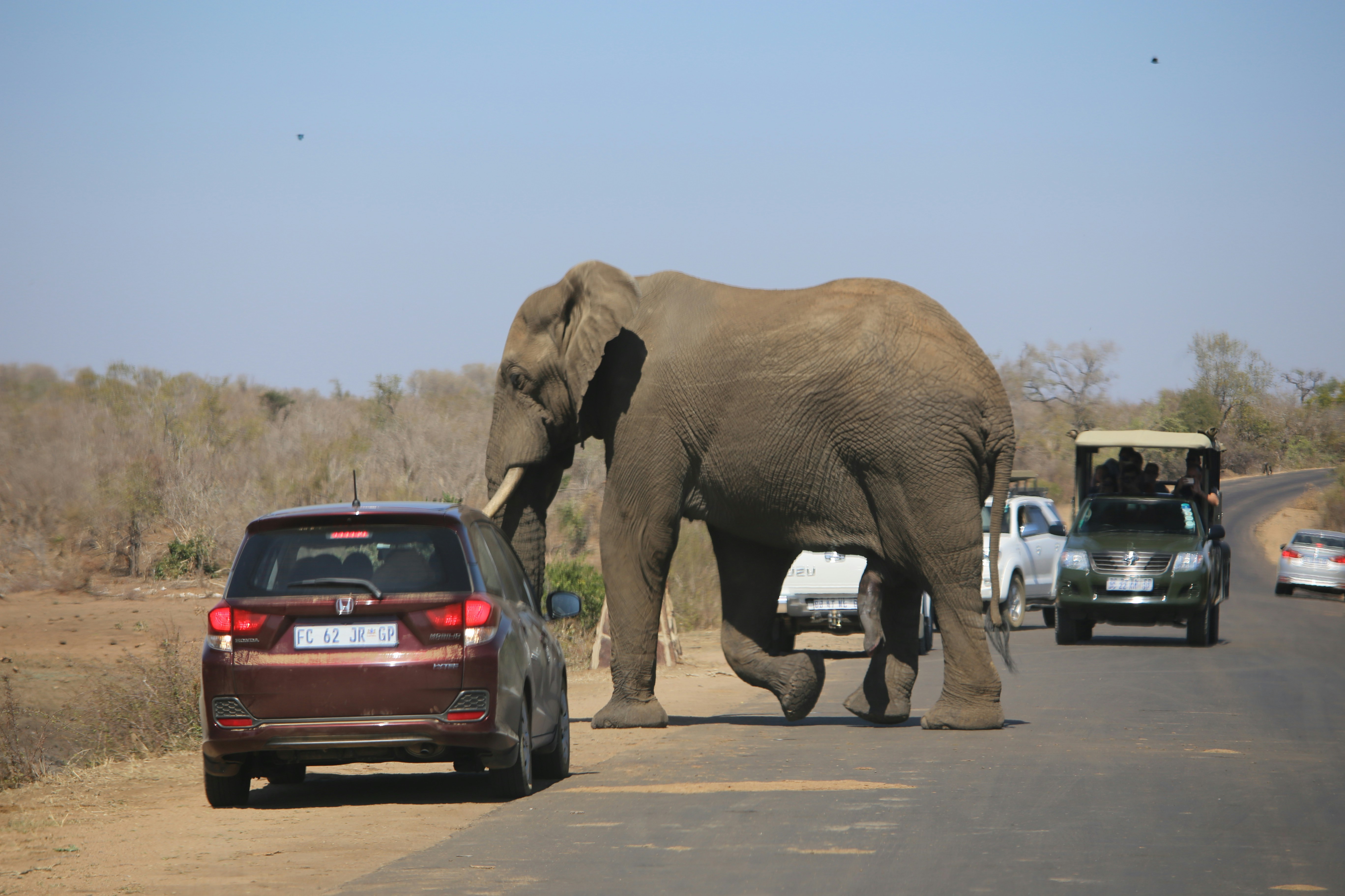 an elephant crossing the road in front of a car