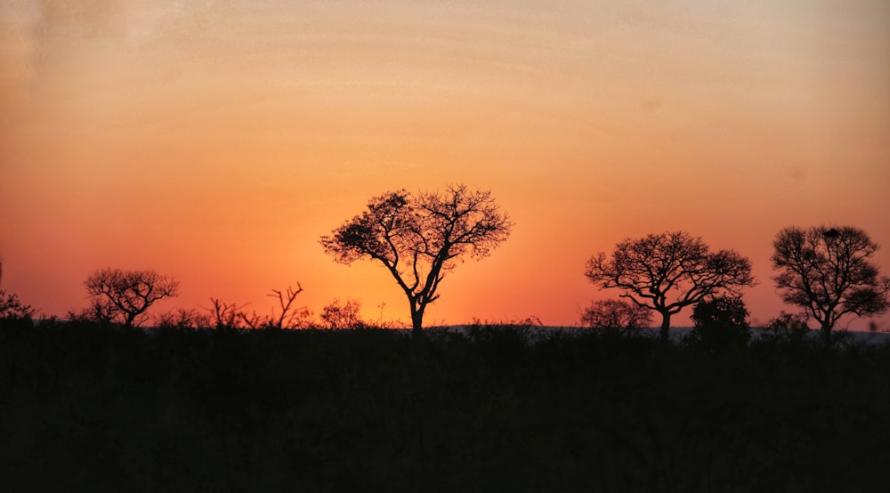 a group of trees silhouetted against a sunset