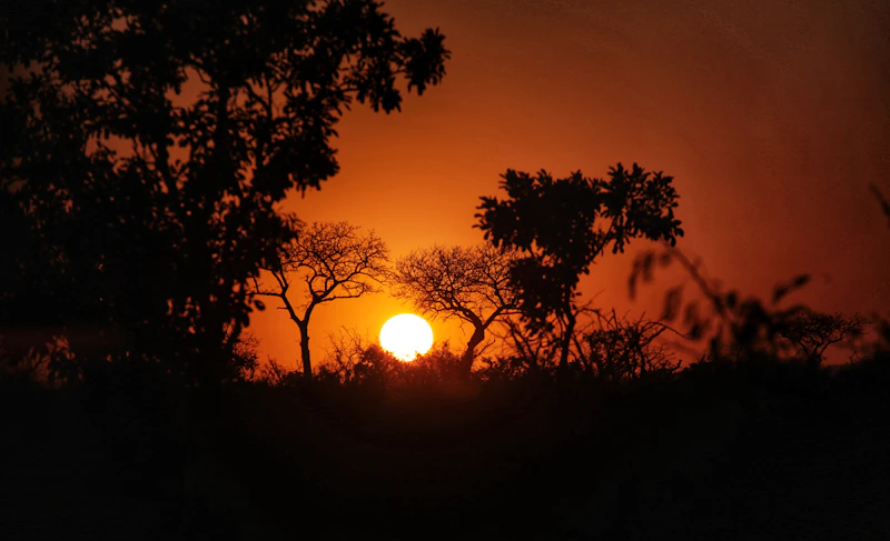 Best Time to Visit Kruger National Park: Month-by-Month Guide for Every Type of Traveller