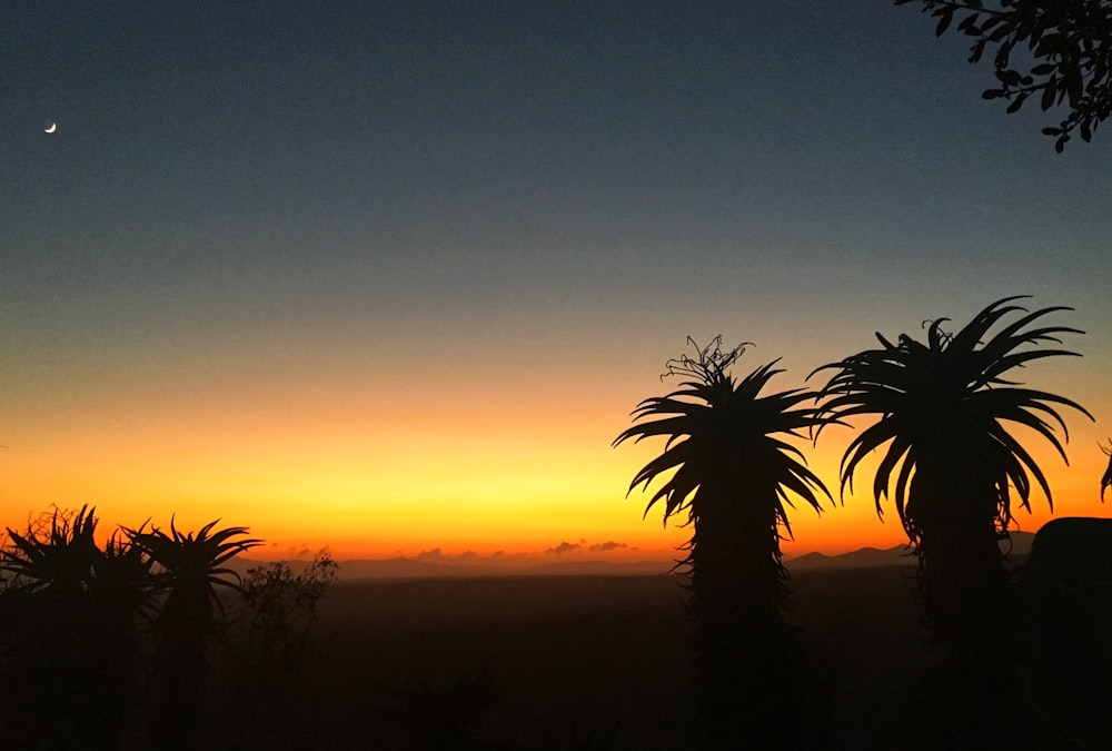 a couple of palm trees sitting next to each other