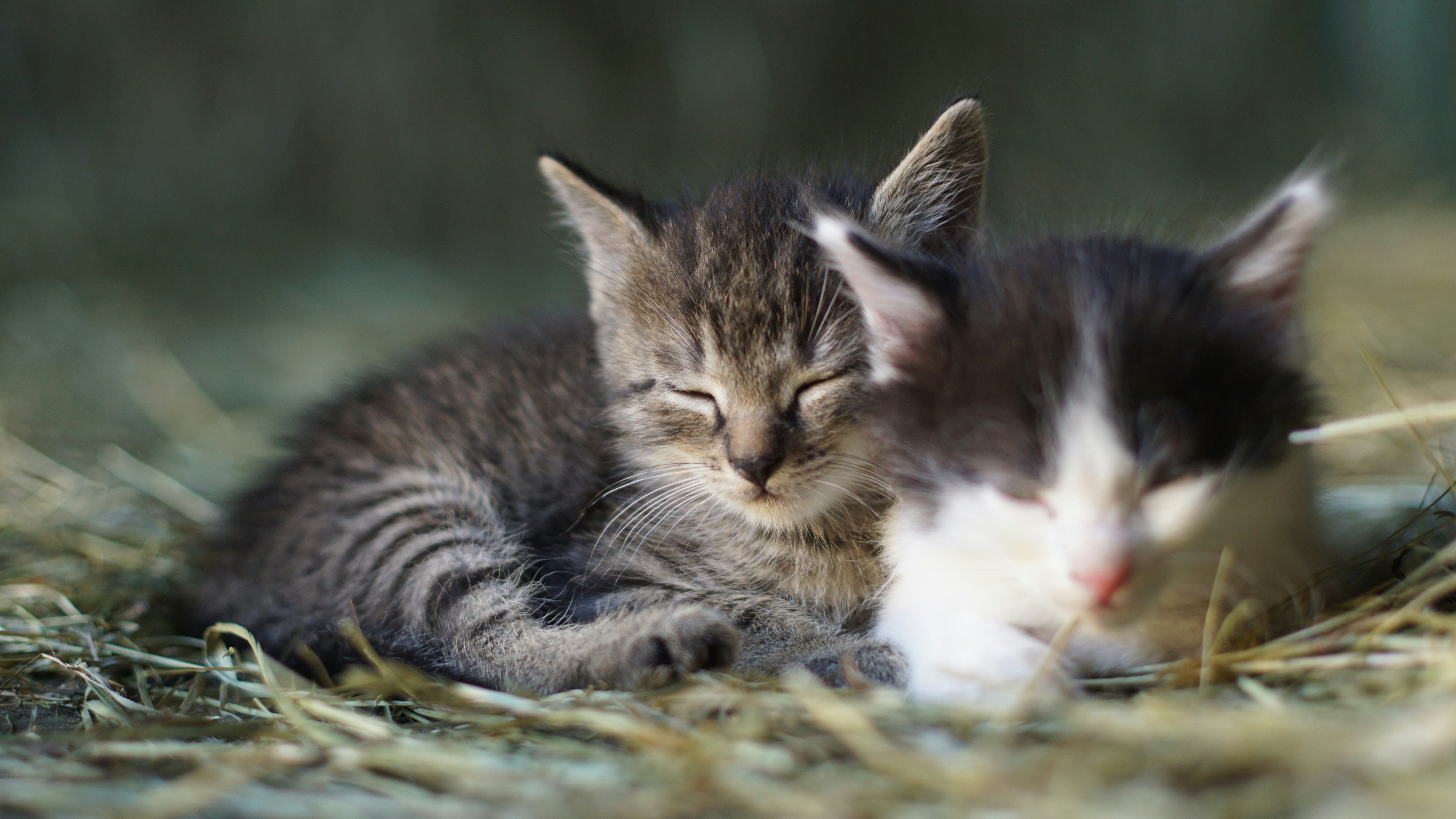 Photo by litschigraphie