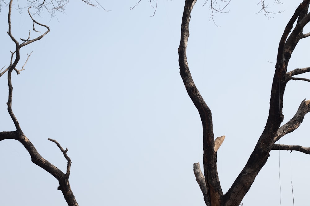 a bird is perched on a tree branch