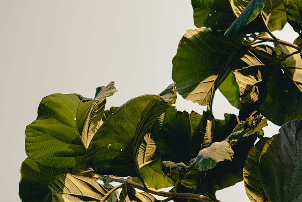 a tree with lots of green leaves on it