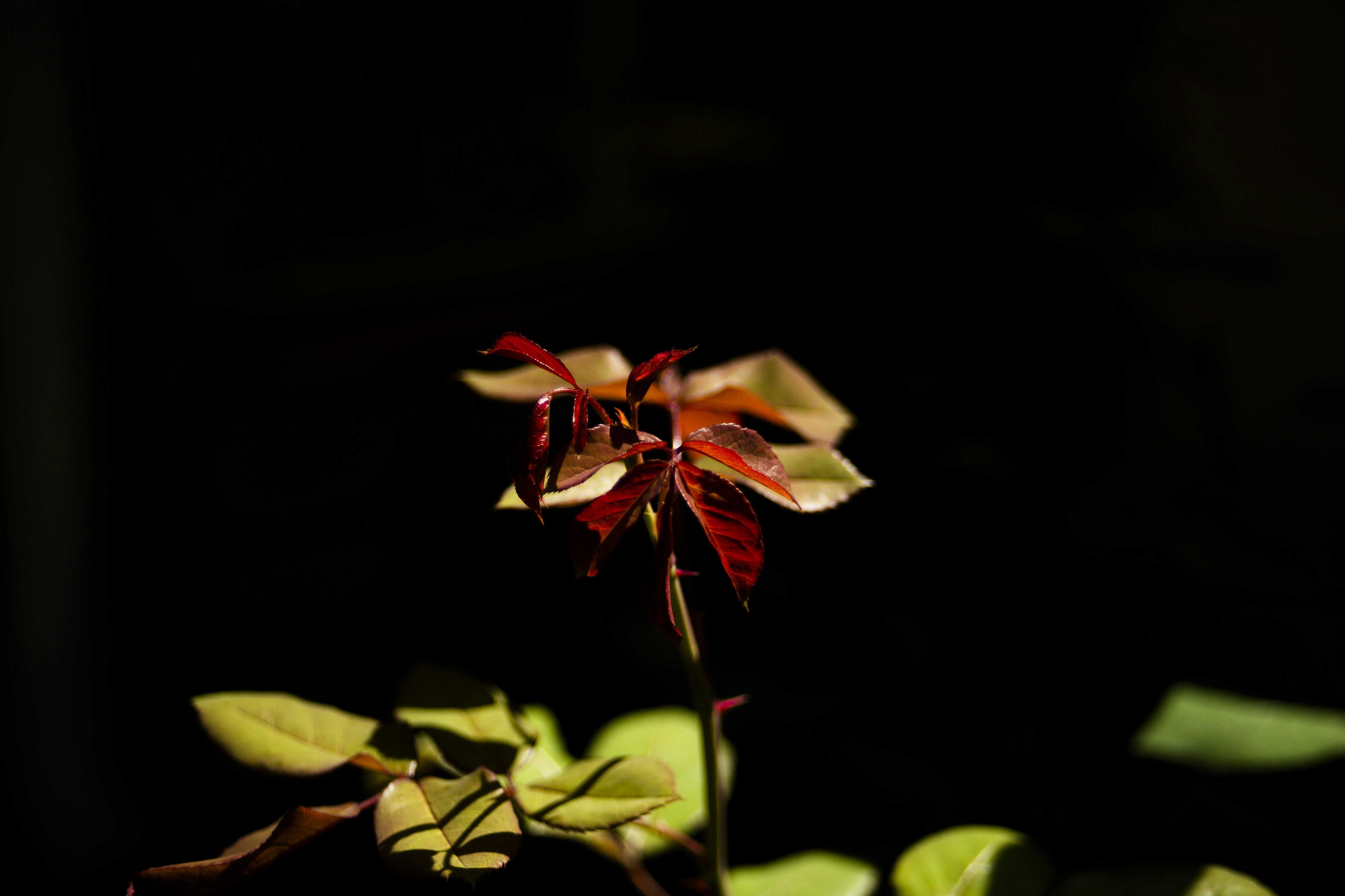 une fleur rouge avec des feuilles vertes dans le noir